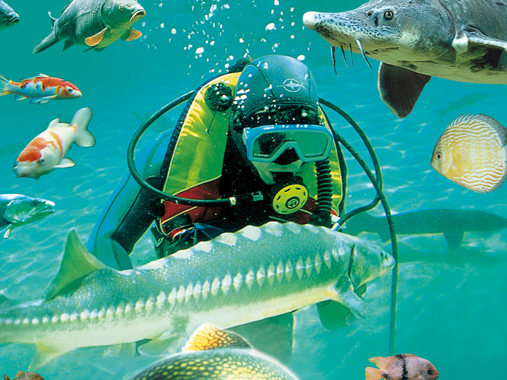 Aquarium Périgord Noir - Plongeur et poissons