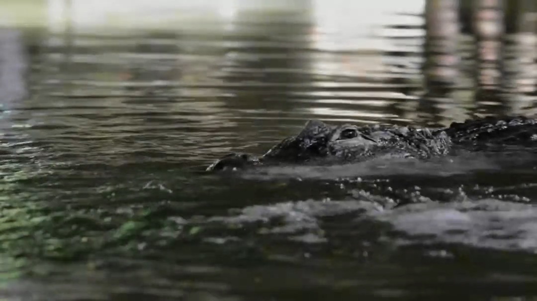 Aquarium Périgord Noir - Alligator